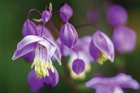 Attēlu rezultāti vaicājumam “Thalictrum”