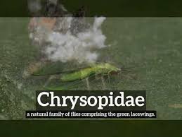 Attēlu rezultāti vaicājumam “Chrysopidae imago”
