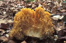 Attēlu rezultāti vaicājumam “Ramaria formosa”