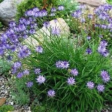 Attēlu rezultāti vaicājumam “Phyteuma spicatum leaf”