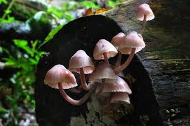 Attēlu rezultāti vaicājumam “Mycena haematopus”