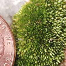 Attēlu rezultāti vaicājumam “Didymodon tophaceus sporophyte”