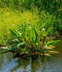 Attēlu rezultāti vaicājumam “Rumex hydrolapathum”
