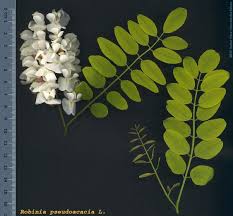 Attēlu rezultāti vaicājumam “Robinia pseudoacacia”