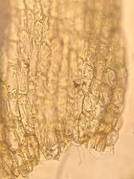 Attēlu rezultāti vaicājumam “Philonotis marchica”