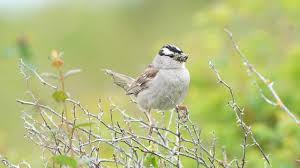 Image result for Zonotrichia leucophrys