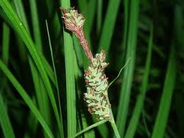 Attēlu rezultāti vaicājumam “Carex buxbaumii”