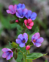 Attēlu rezultāti vaicājumam “Pulmonaria obscura”