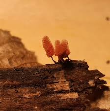 Attēlu rezultāti vaicājumam “Arcyria denudata spores”