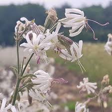 Attēlu rezultāti vaicājumam “Silene nutans”