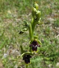 Attēlu rezultāti vaicājumam “Ophrys insectifera flower”