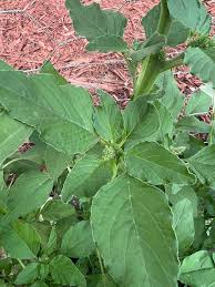 Attēlu rezultāti vaicājumam “Amaranthus retroflexus leaf”