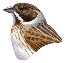 Attēlu rezultāti vaicājumam “Emberiza schoeniclus eggs”