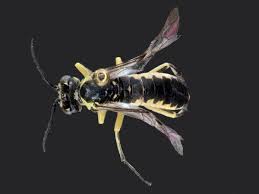 Attēlu rezultāti vaicājumam “Rhogogaster picta”