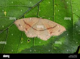 Attēlu rezultāti vaicājumam “Cyclophora punctaria”
