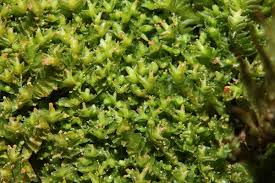 Attēlu rezultāti vaicājumam “Tritomaria exsectiformis”