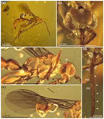 Attēlu rezultāti vaicājumam “Rhopalus maculatus imago”