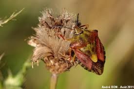 Attēlu rezultāti vaicājumam “Carpocoris sp. nymph”