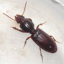 Attēlu rezultāti vaicājumam “Clivina fossor”