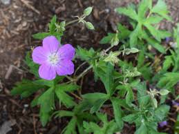 Attēlu rezultāti vaicājumam “Geranium bohemicum bud”