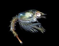 Image result for Homarus gammarus