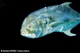 Image result for Caranx hippos