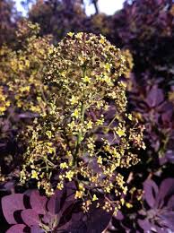 Attēlu rezultāti vaicājumam “Cotinus coggygria flower”