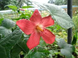 Image result for Abelmoschus moschatus