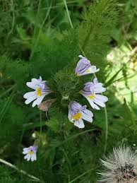 Attēlu rezultāti vaicājumam “Euphrasia”