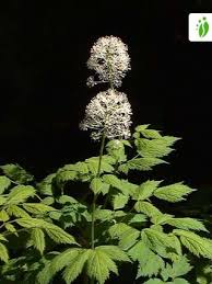 Image result for Christophskraut