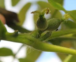 Attēlu rezultāti vaicājumam “Juglans mandshurica female flower”