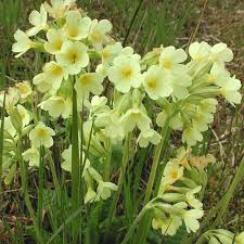 Image result for Schlüsselblumen