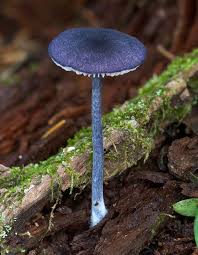 Attēlu rezultāti vaicājumam “Lentaria sp.”