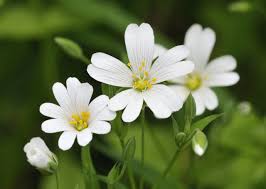 Attēlu rezultāti vaicājumam “Stellaria holostea flower”
