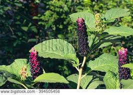 Attēlu rezultāti vaicājumam “Phytolaccaceae”