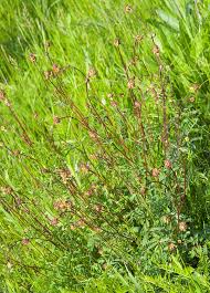 Image result for Sanguisorba minor