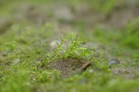 Attēlu rezultāti vaicājumam “Dicranella staphylina”