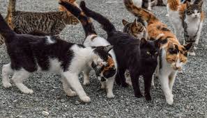 Afbeeldingsresultaat voor katten