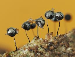 Attēlu rezultāti vaicājumam “Collaria arcyrionema”