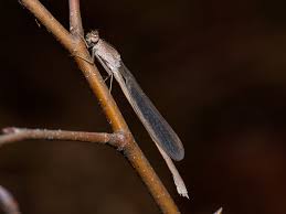 Attēlu rezultāti vaicājumam “Sympecma paedisca”