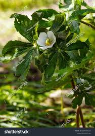 Attēlu rezultāti vaicājumam “Podophyllum hexandrum flower”