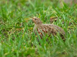 Attēlu rezultāti vaicājumam “Perdix perdix adult”
