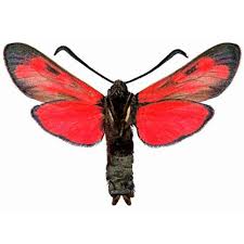 Attēlu rezultāti vaicājumam “Zygaena filipendulae”