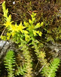 Attēlu rezultāti vaicājumam “Sedum sexangulare flower”