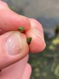 Attēlu rezultāti vaicājumam “Plantago uniflora”