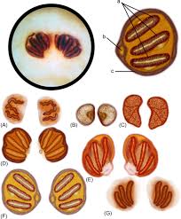 Attēlu rezultāti vaicājumam “Cystiphora sanguinea larva”