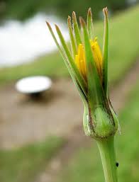 Attēlu rezultāti vaicājumam “Tragopogon pratensis subsp. pratensis flower”