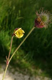 Attēlu rezultāti vaicājumam “Geum x intermedium”