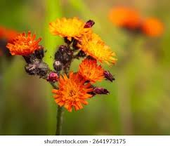 Image result for Hieracium aurantiacum