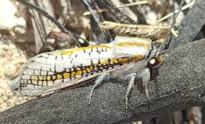 Attēlu rezultāti vaicājumam “Stemonitopsis aequalis (var. aequalis)”